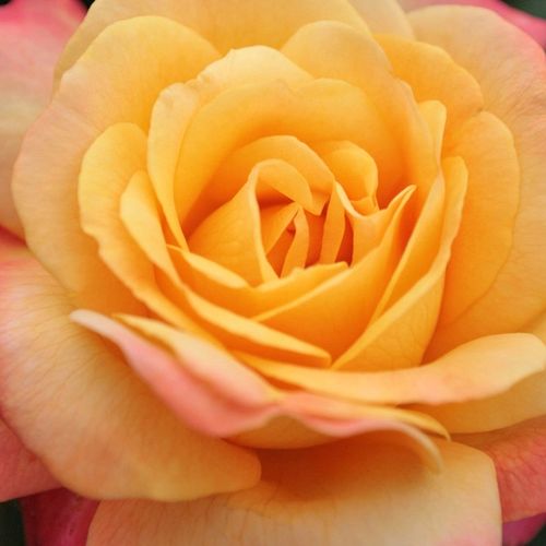 Rosa  Speelwark® - róża z intensywnym zapachem - Róże pienne - z kwiatami hybrydowo herbacianymi - żółto - różowy  - W. Kordes & Sons - korona równomiernie ukształtowana - -